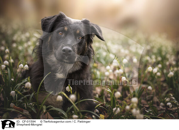 Schferhund-Mischling / Shepherd-Mongrel / CF-01594