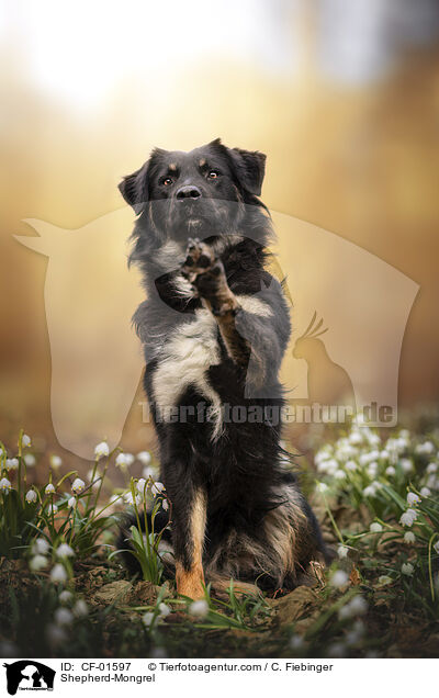 Schferhund-Mischling / Shepherd-Mongrel / CF-01597