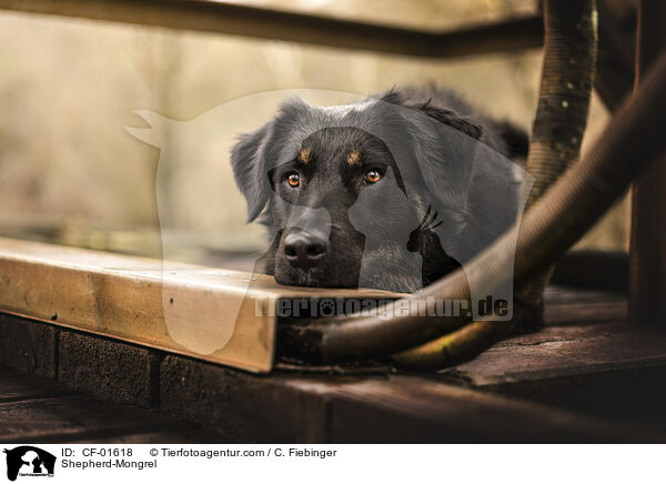 Sch�ferhund-Mischling / Shepherd-Mongrel / CF-01618