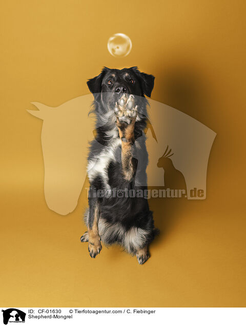 Schferhund-Mischling / Shepherd-Mongrel / CF-01630