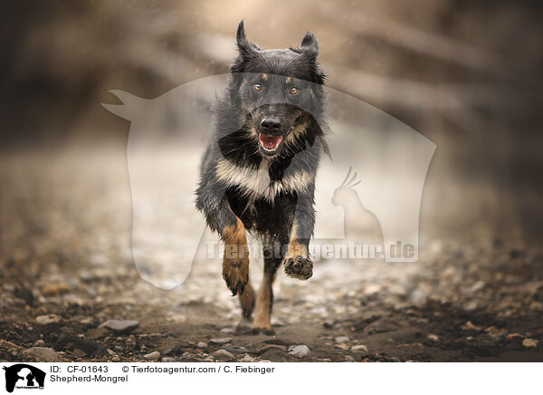 Schferhund-Mischling / Shepherd-Mongrel / CF-01643