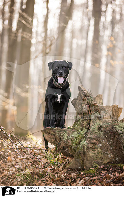 Labrador-Retriever-Mischling / Labrador-Retriever-Mongel / JAM-05591