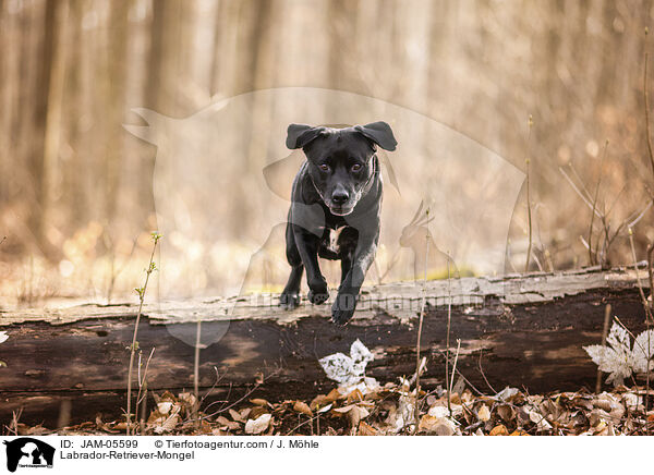 Labrador-Retriever-Mischling / Labrador-Retriever-Mongel / JAM-05599