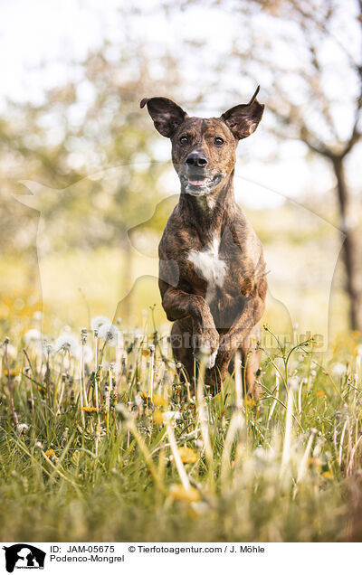Podenco-Mischling / Podenco-Mongrel / JAM-05675