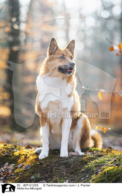Akita-Inu-Mischling / Akita-Inu-Mongrel / JEP-01255