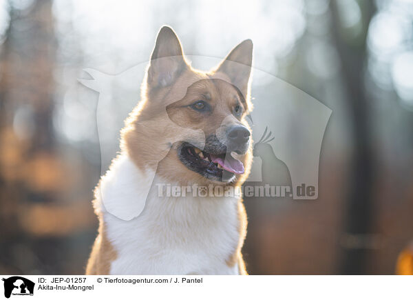 Akita-Inu-Mischling / Akita-Inu-Mongrel / JEP-01257