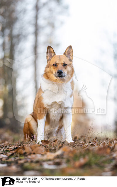 Akita-Inu-Mischling / Akita-Inu-Mongrel / JEP-01259