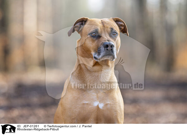 Rhodesian-Ridgeback-Pitbull / Rhodesian-Ridgeback-Pitbull / JEP-01261