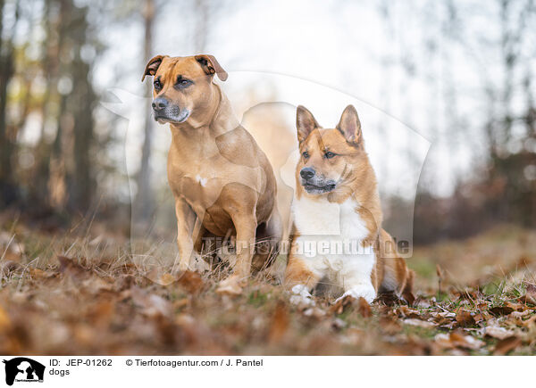 Hunde / dogs / JEP-01262
