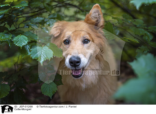 Collie-Mischling / Collie-Mongrel / JEP-01268