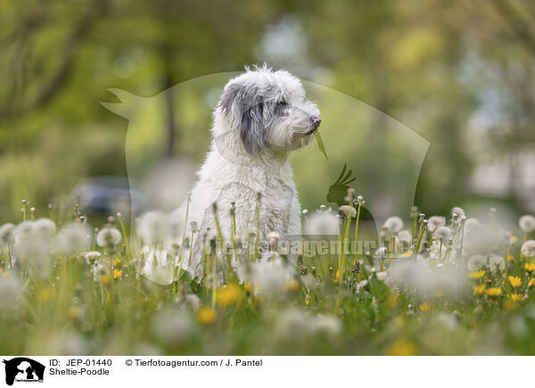 Sheltie-Pudel / Sheltie-Poodle / JEP-01440