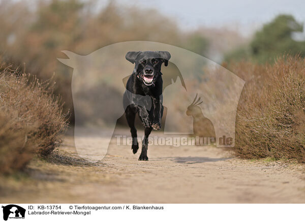 Labrador-Retriever-Mischling / Labrador-Retriever-Mongel / KB-13754