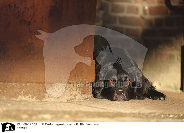 Mischling / mongrel / KB-14555