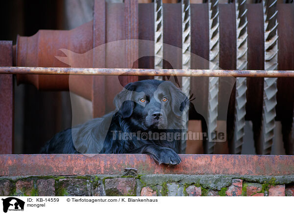 Mischling / mongrel / KB-14559