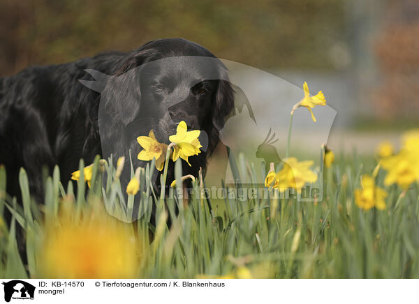 Mischling / mongrel / KB-14570