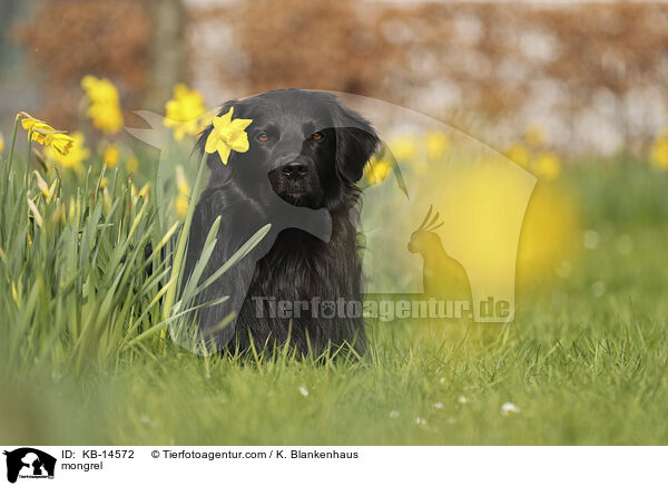 Mischling / mongrel / KB-14572