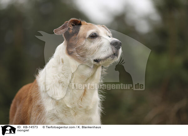 Mischling / mongrel / KB-14573