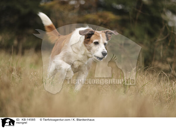 Mischling / mongrel / KB-14585