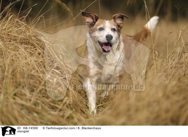 Mischling / mongrel / KB-14589