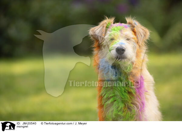 mongrel / JM-20540