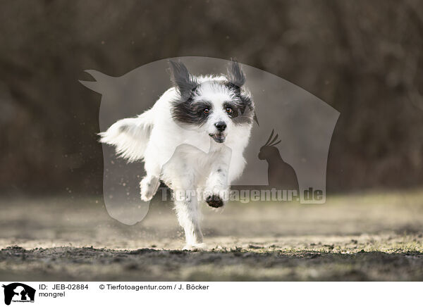 Mischling / mongrel / JEB-02884