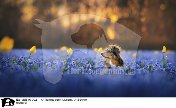 Mischling / mongrel / JEB-03002