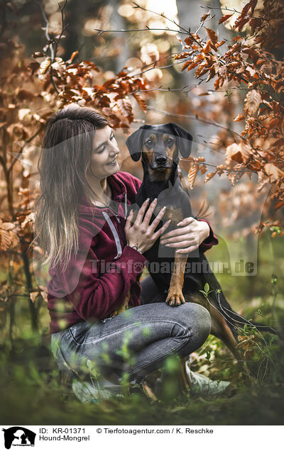 Bracke-Mischling / Hound-Mongrel / KR-01371