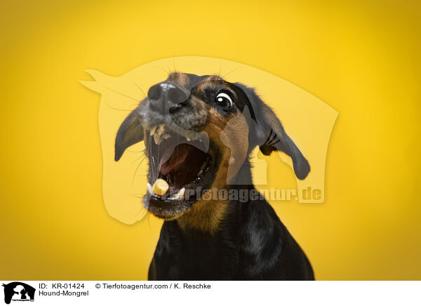 Bracke-Mischling / Hound-Mongrel / KR-01424