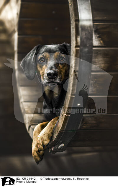 Bracke-Mischling / Hound-Mongrel / KR-01442