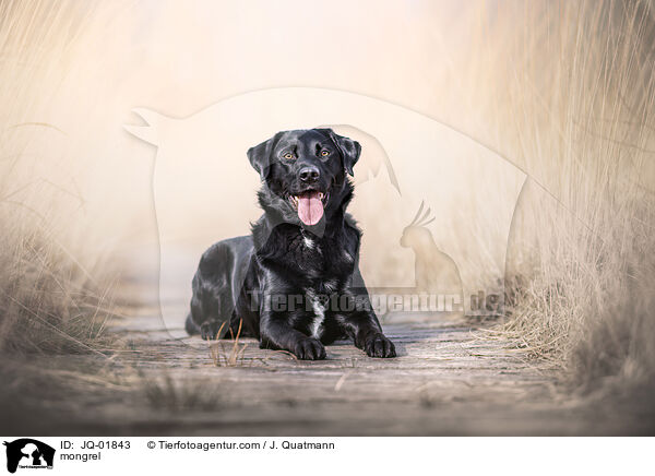 Mischling / mongrel / JQ-01843