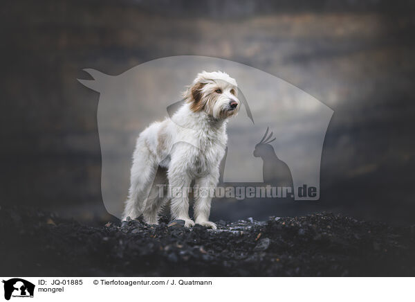 Mischling / mongrel / JQ-01885