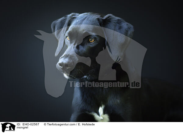mongrel / EHO-02567