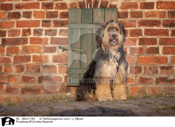 Powderpuff-Cocker-Spaniel / Powderpuff-Cocker-Spaniel / JM-21195