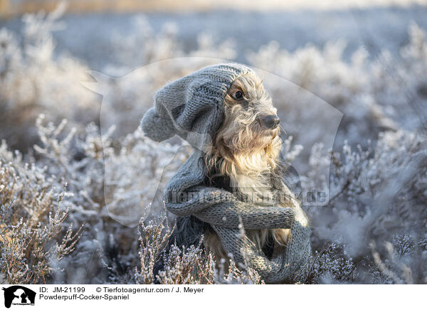 Powderpuff-Cocker-Spaniel / Powderpuff-Cocker-Spaniel / JM-21199