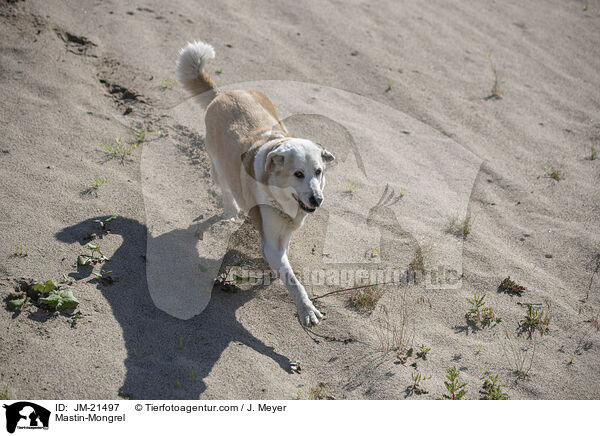 Mastin-Mischling / Mastin-Mongrel / JM-21497