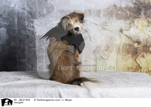 Mischling / mongrel / JM-21594