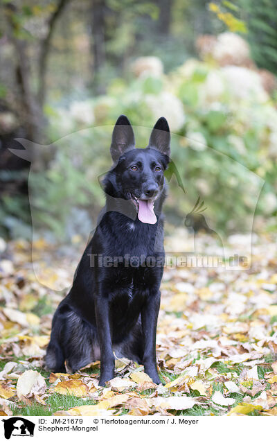 Schferhund-Mischling / Shepherd-Mongrel / JM-21679