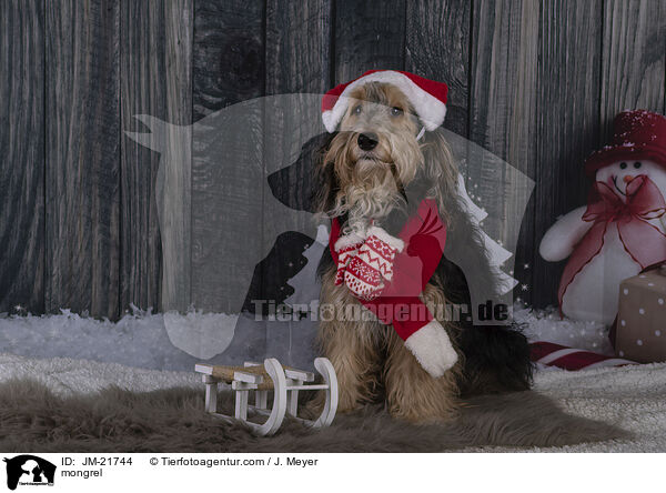 Mischling / mongrel / JM-21744