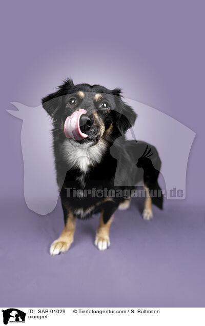 Mischling / mongrel / SAB-01029