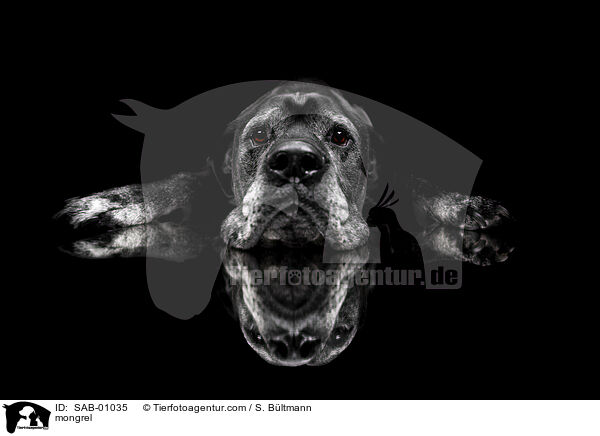 Mischling / mongrel / SAB-01035