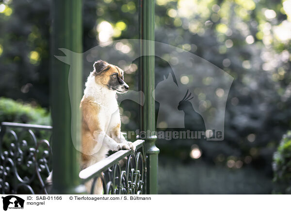 Mischling / mongrel / SAB-01166