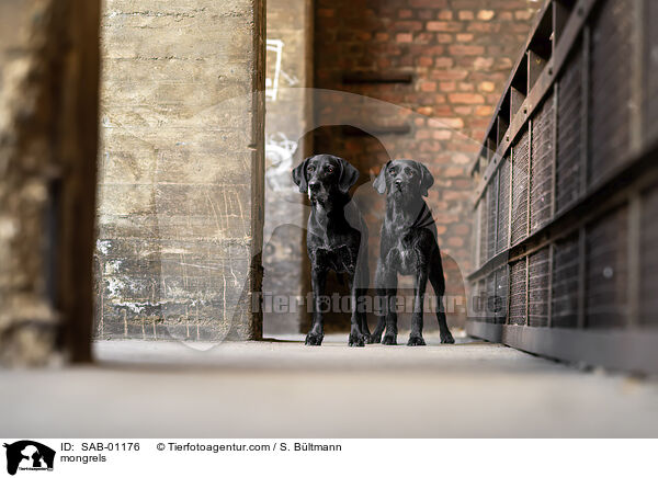 Mischlinge / mongrels / SAB-01176