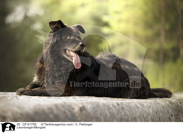Leonberger-Mischling / Leonberger-Mongrel / CF-01750