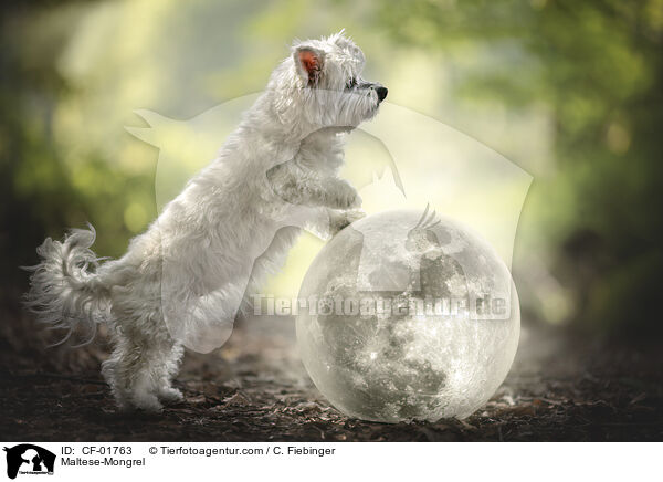 Malteser-Mischling / Maltese-Mongrel / CF-01763