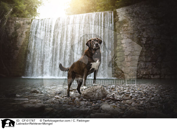Labrador-Retriever-Mischling / Labrador-Retriever-Mongel / CF-01787