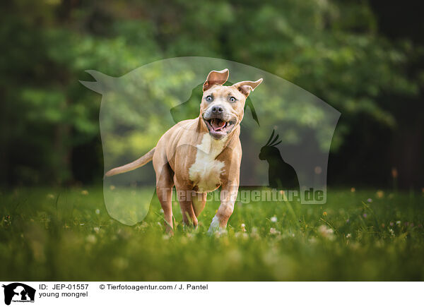 junger Mischling / young mongrel / JEP-01557