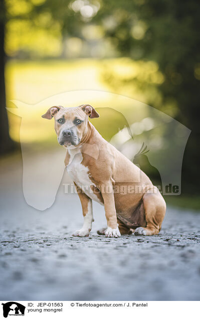junger Mischling / young mongrel / JEP-01563
