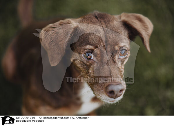 Bodeguero-Podenco / Bodeguero-Podenco / AA-01016