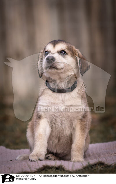 Mischling Welpe / Mongrel Puppy / AA-01197