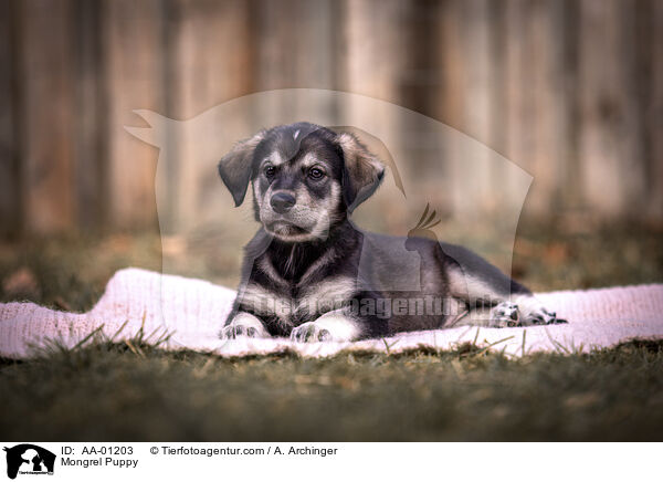 Mischling Welpe / Mongrel Puppy / AA-01203